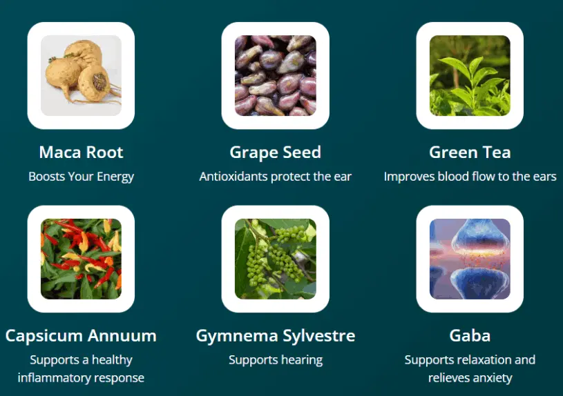 Audifort ingredients for natural hearing and brain support: Maca Root, Grape Seed, Green Tea, Capsicum, Gymnema, GABA